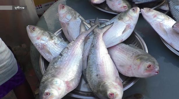 ইলিশের সরবারহ বাড়লেও দাম বেশি
