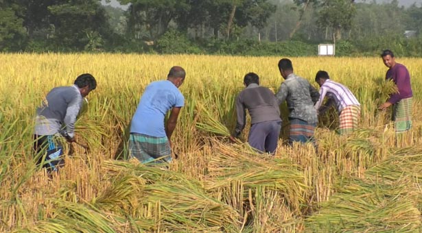 ধানের বাম্পার ফলন, খুশি কৃষকরা