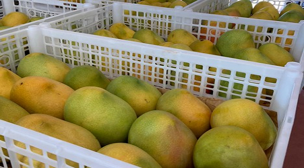 ইতালি ছেয়ে গেছে আমে